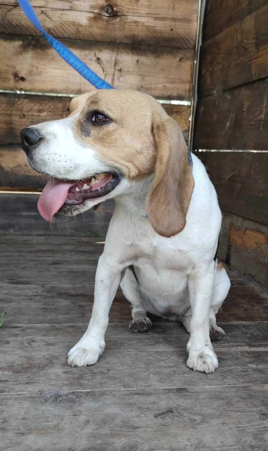 Maza (SRB), Hündin, 4 Jahre