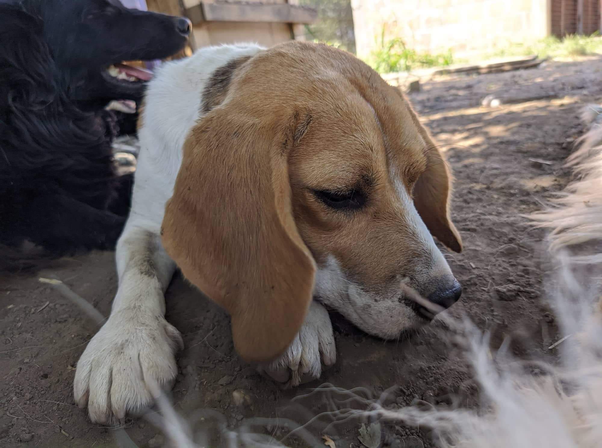 Maza (SRB), Hündin, 4 Jahre