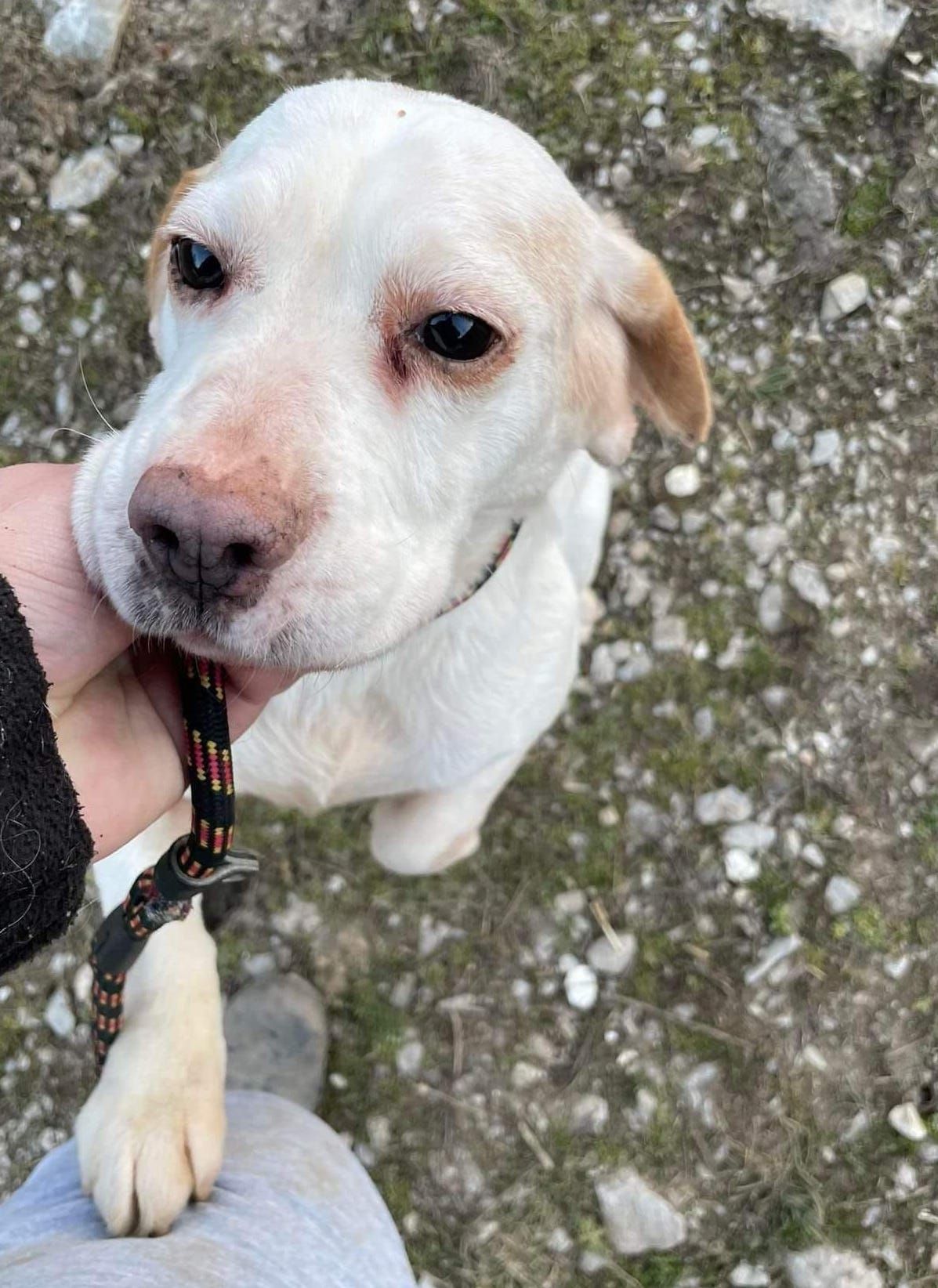 Beki (SRB), Hündin, 6 Jahre