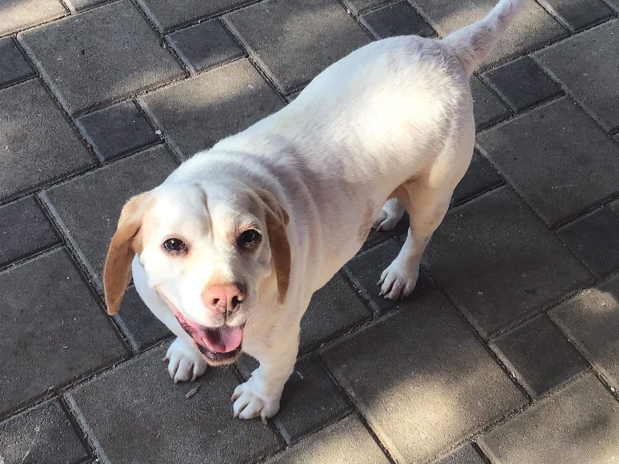 Beki (SRB), Hündin, 6 Jahre