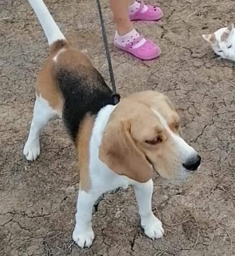Ludwig ehemals Oscar (SRB), Rüde, 4 Jahre
