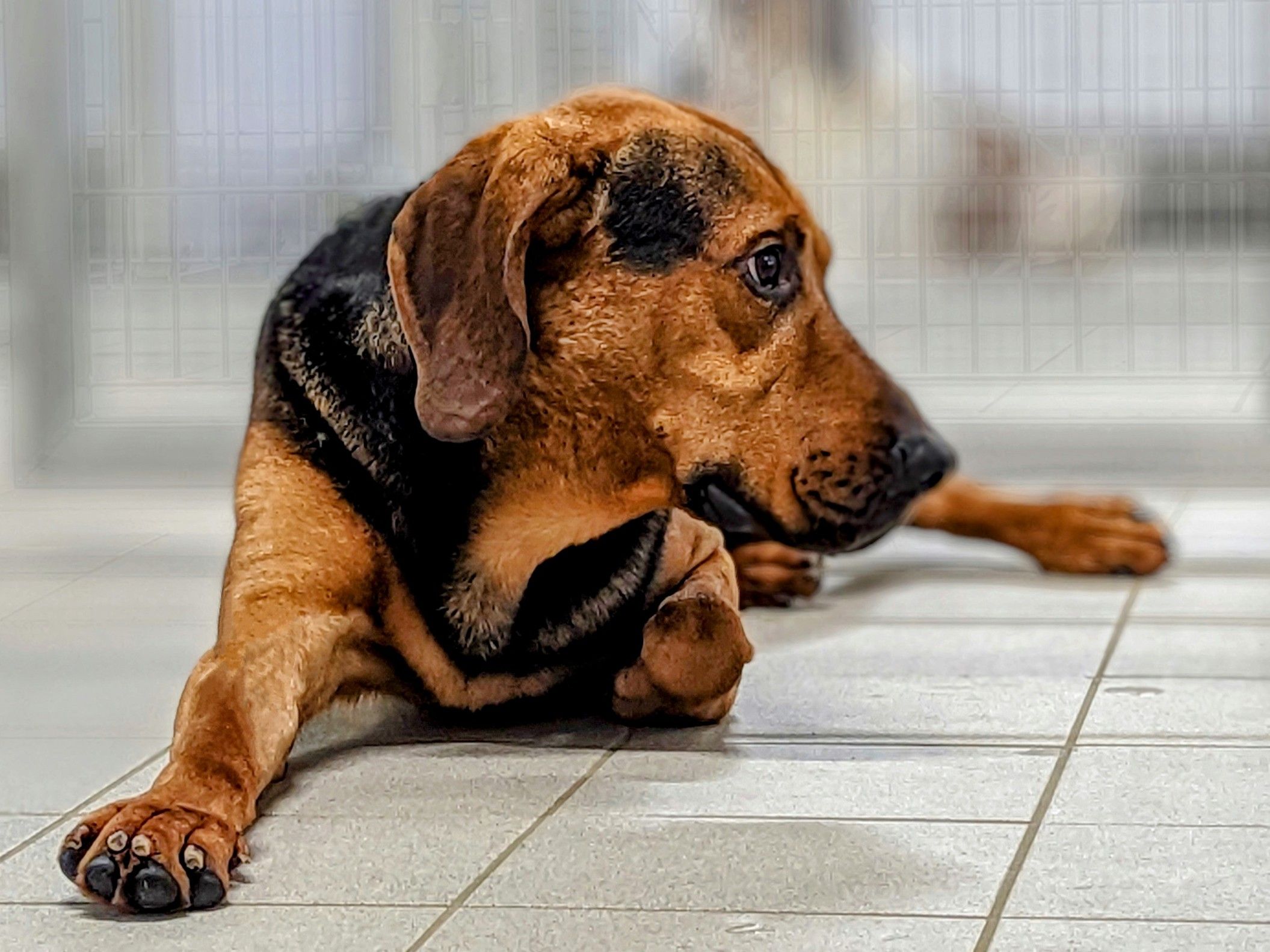 Nougat ✞, Rüde, 5 Jahre