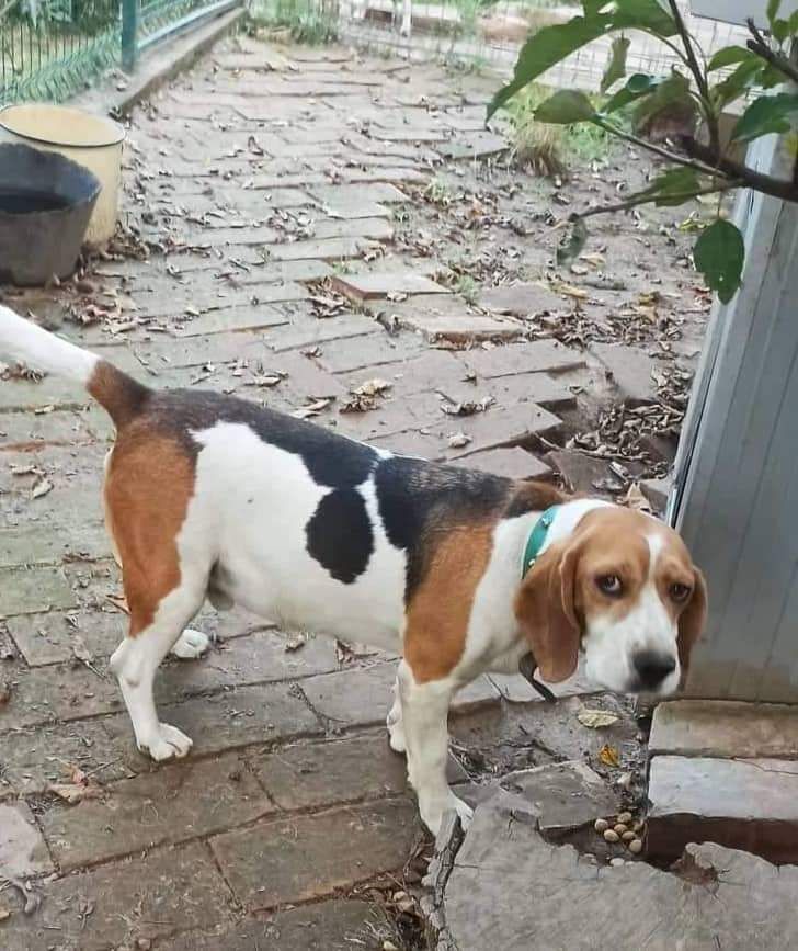 Dexter ehemals Bobi (SRB), Rüde, 5 Jahre