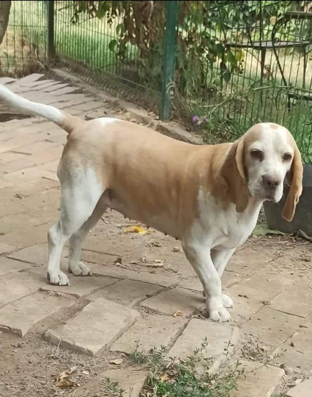 Paula (SRB), Hündin, 5 Jahre