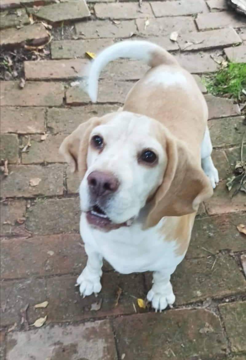 Paula (SRB), Hündin, 5 Jahre