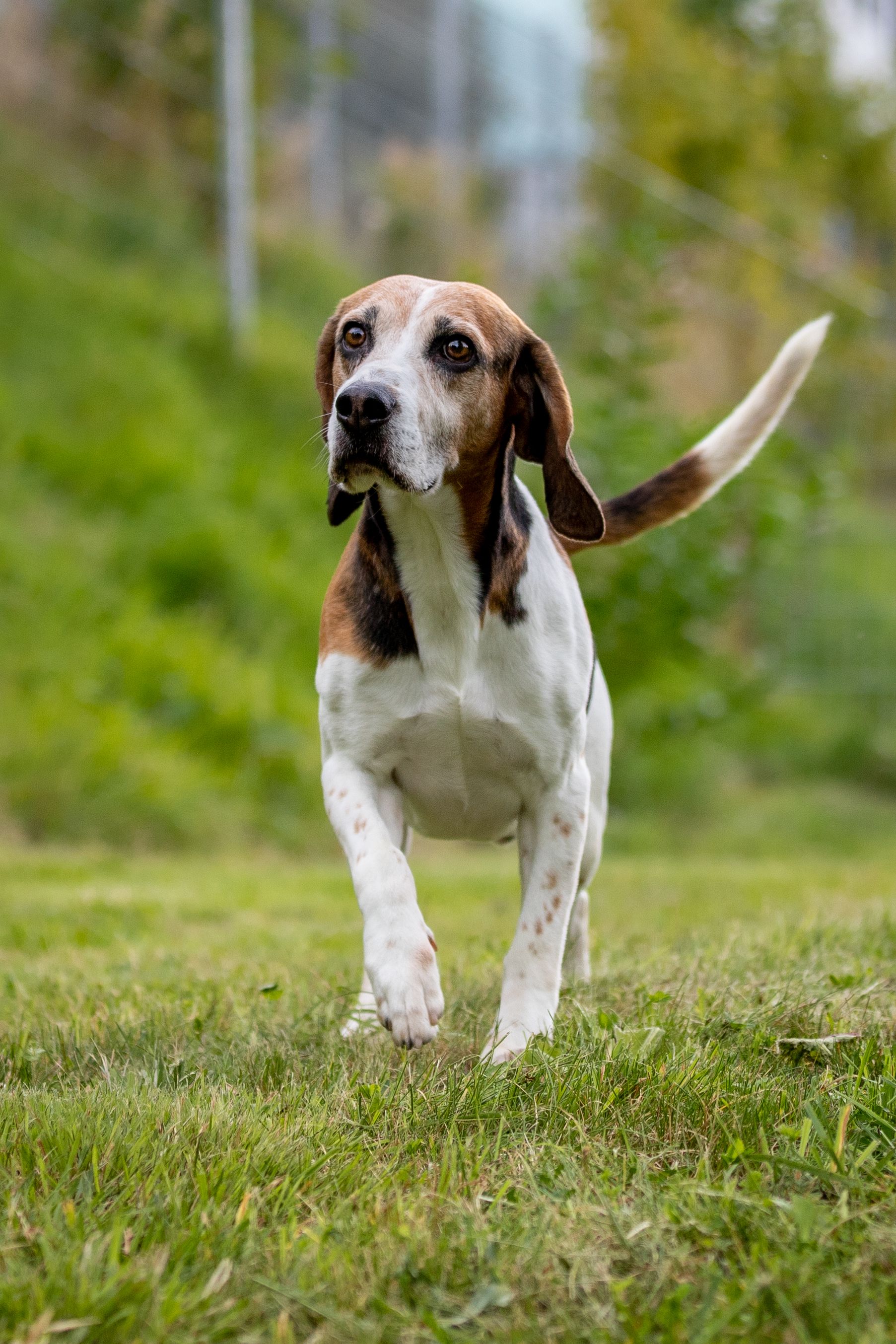 Oskar, Rüde, 10 Jahre