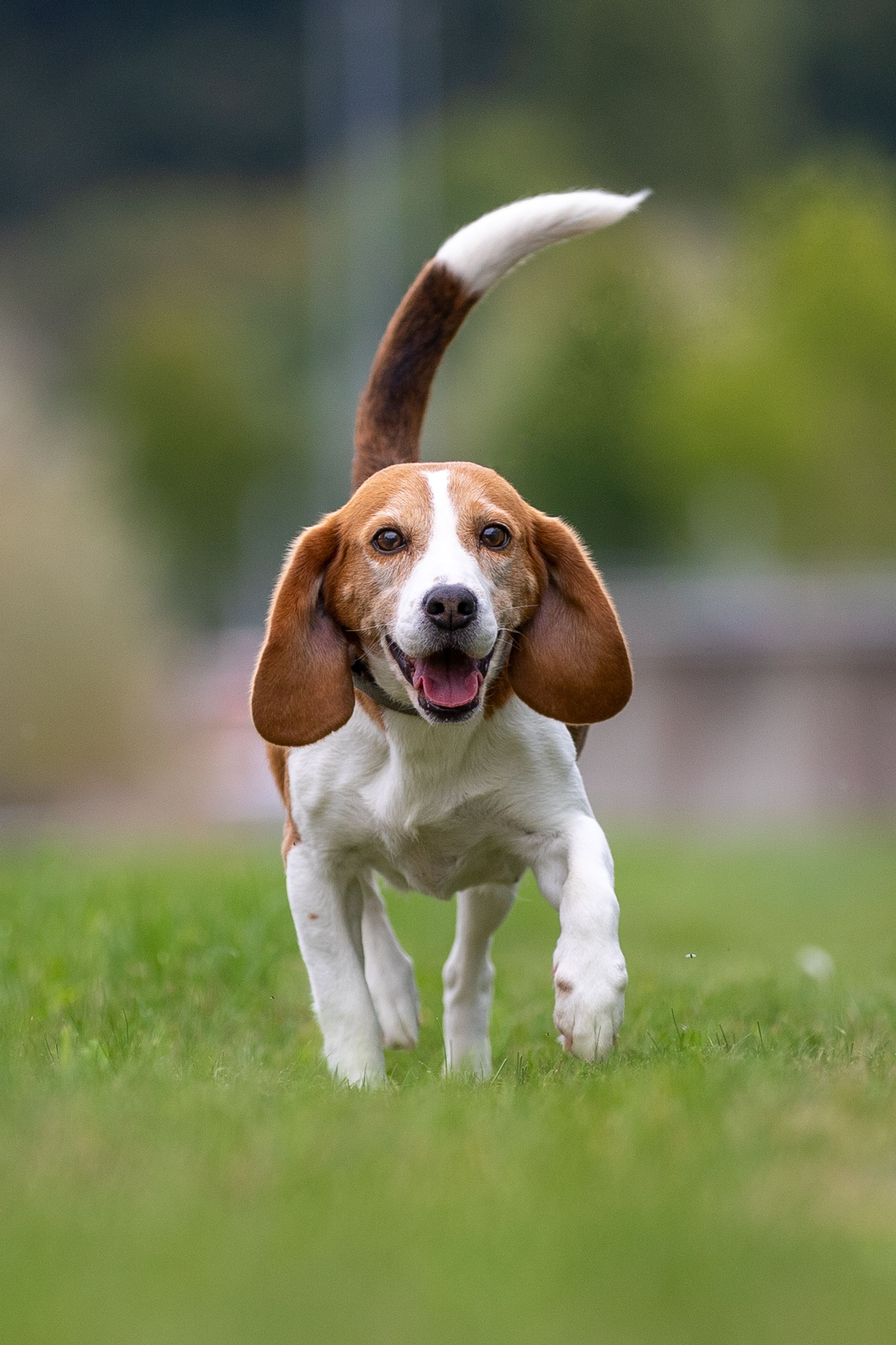 Emely vorm. Juno, Hündin, 12 Jahre