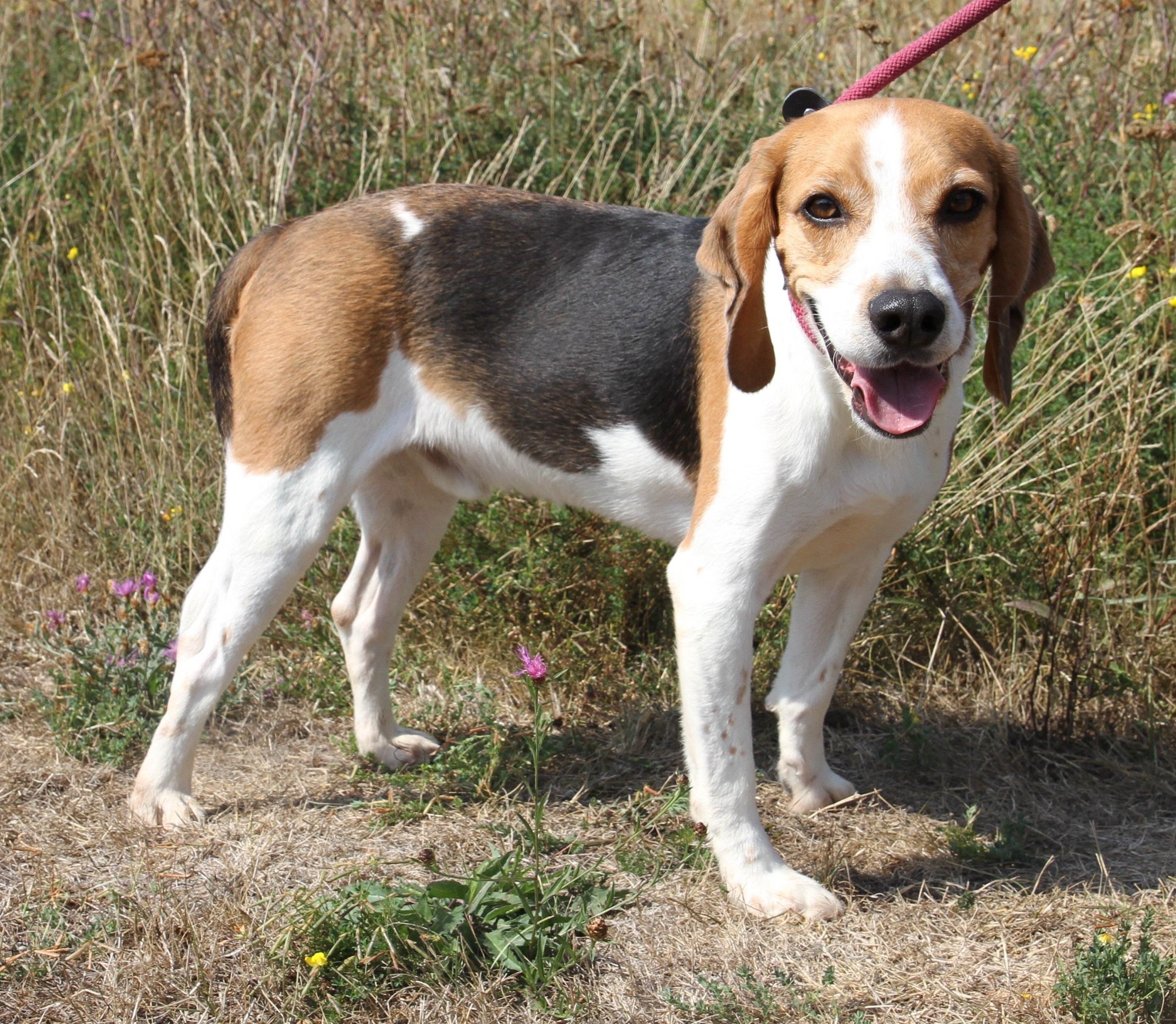 Fridolin ehem. Paul, Rüde, 7 Jahre