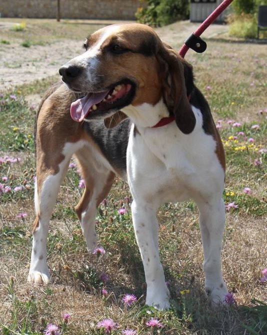 Goofy, Rüde, 7 Jahre