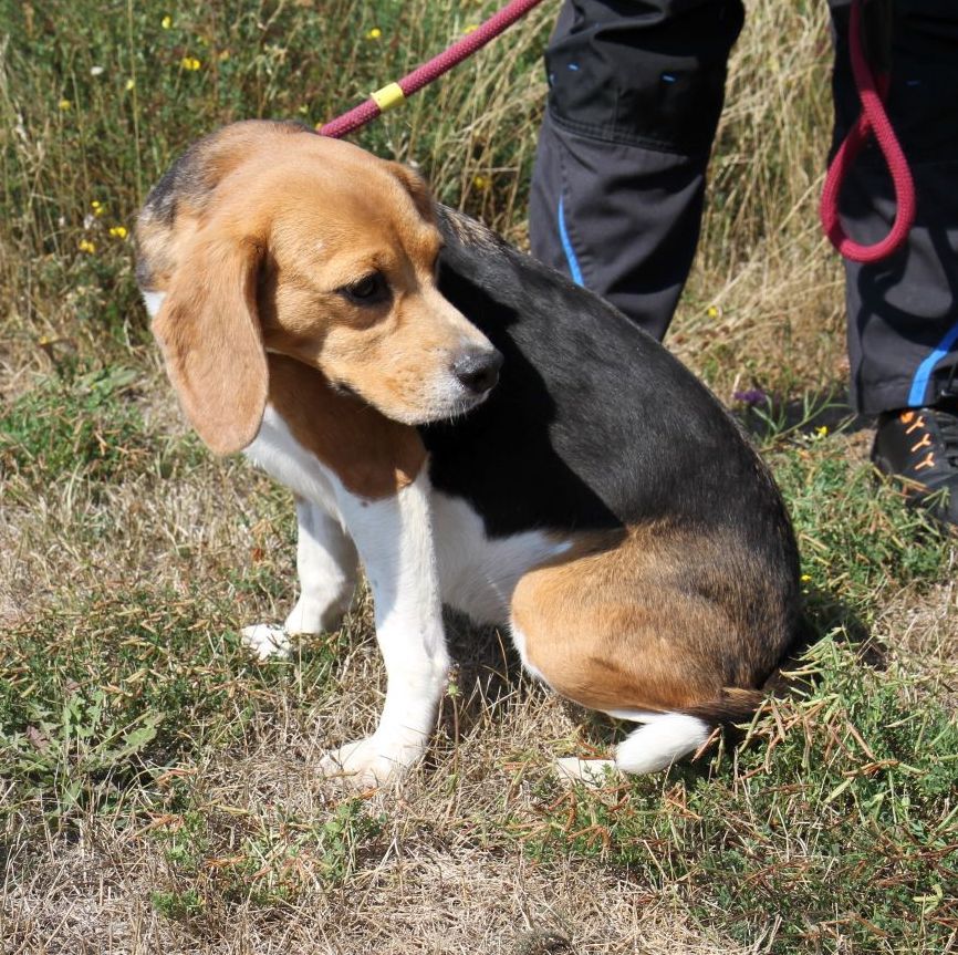 Lucy ehemals Lolli, Hündin, 7 Jahre