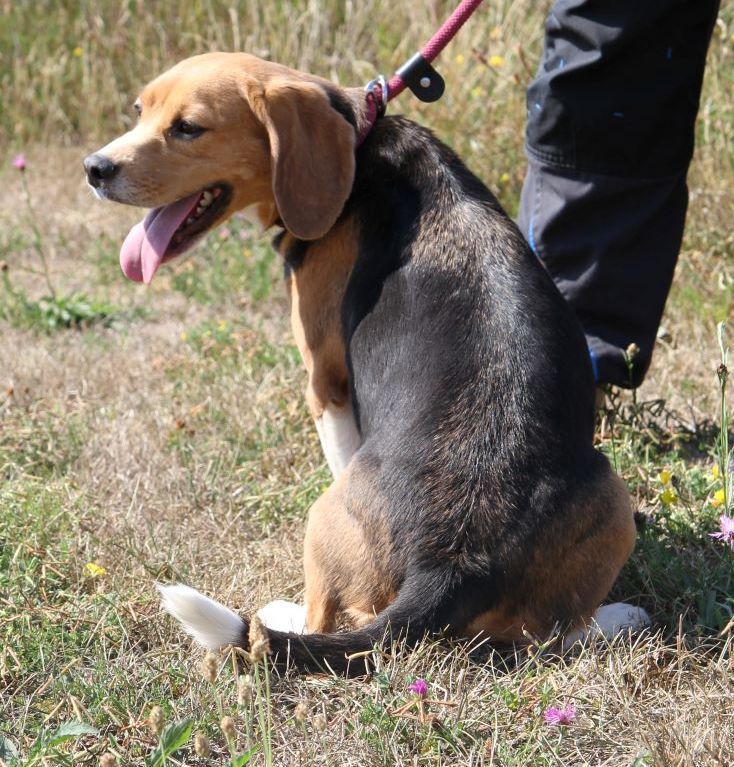 Lucy ehemals Lolli, Hündin, 7 Jahre