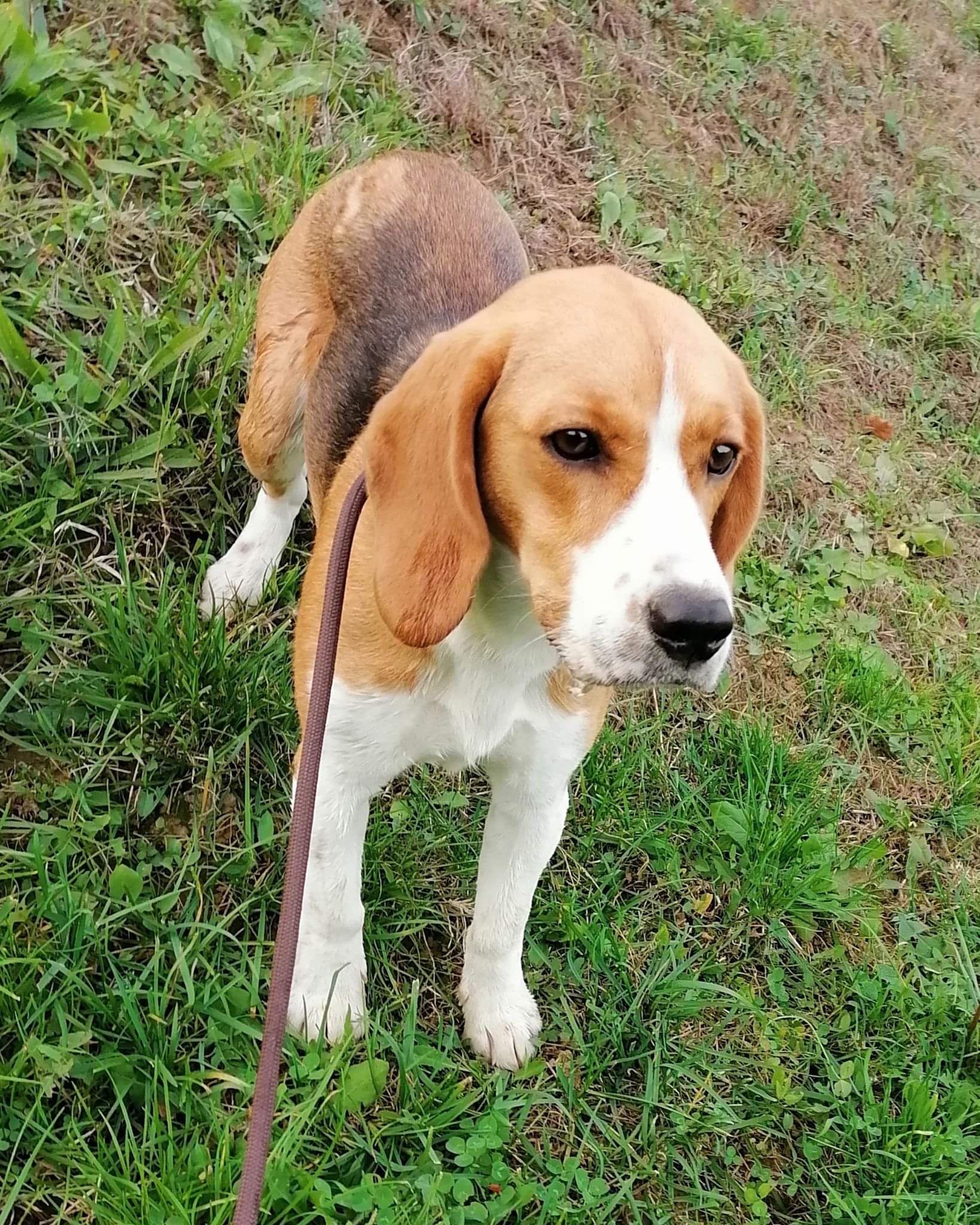 Mary (SRB) , Hündin, 3 Jahre