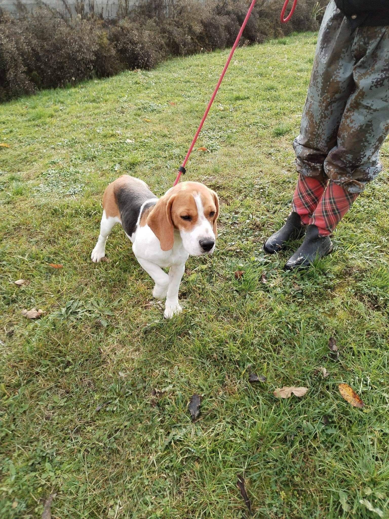 Anton (SRB) , Rüde, 4 Jahre
