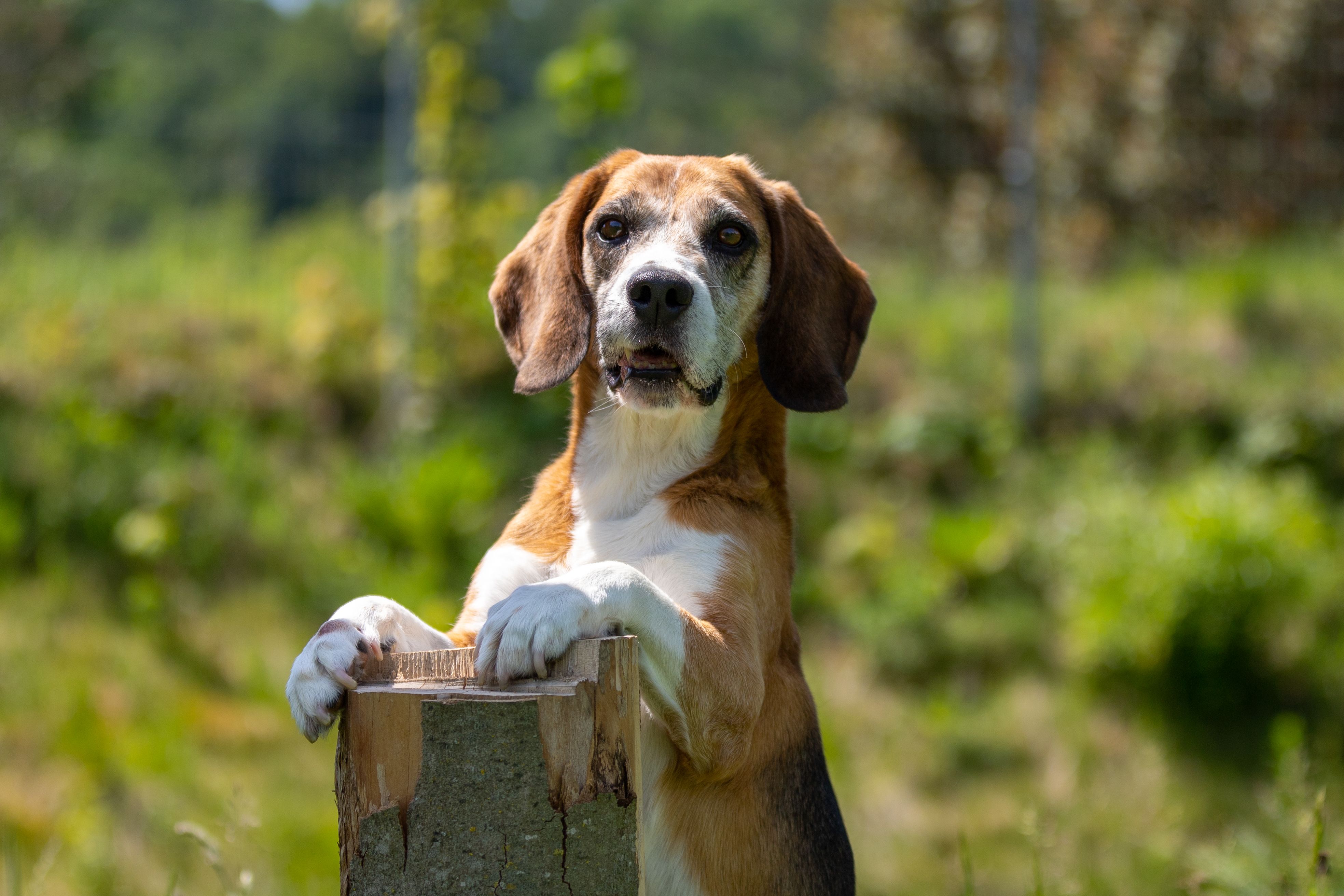 Jack, Rüde, 12 Jahre