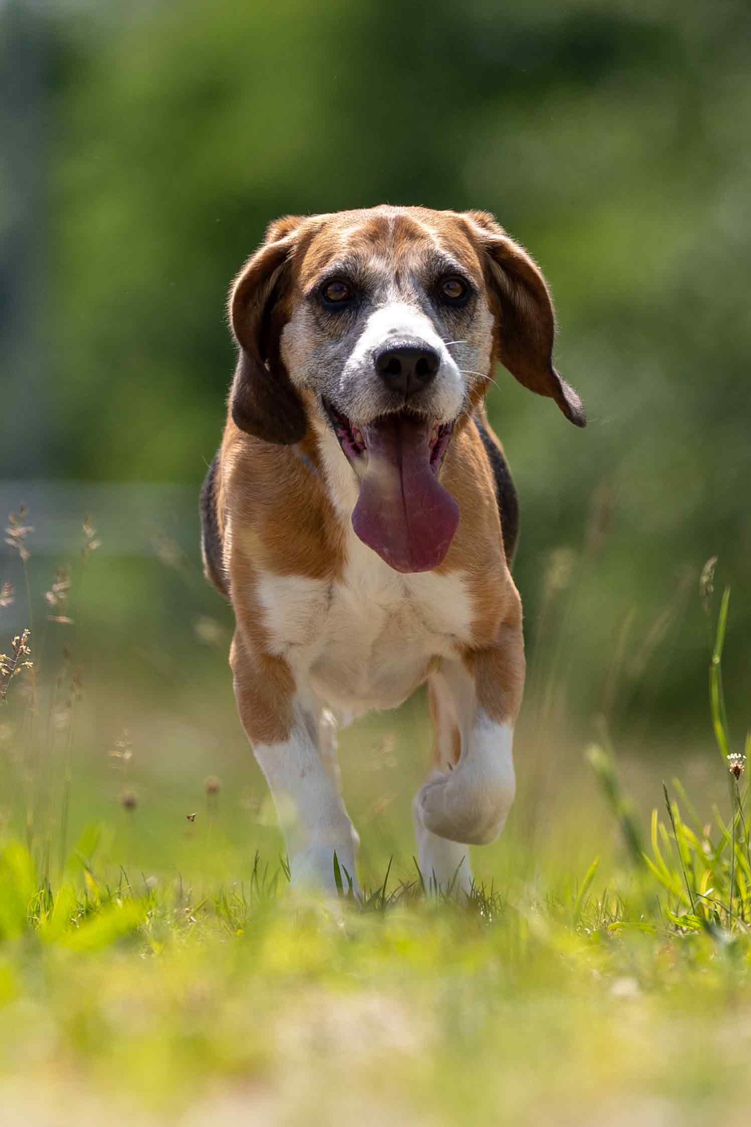 Jack, Rüde, 12 Jahre