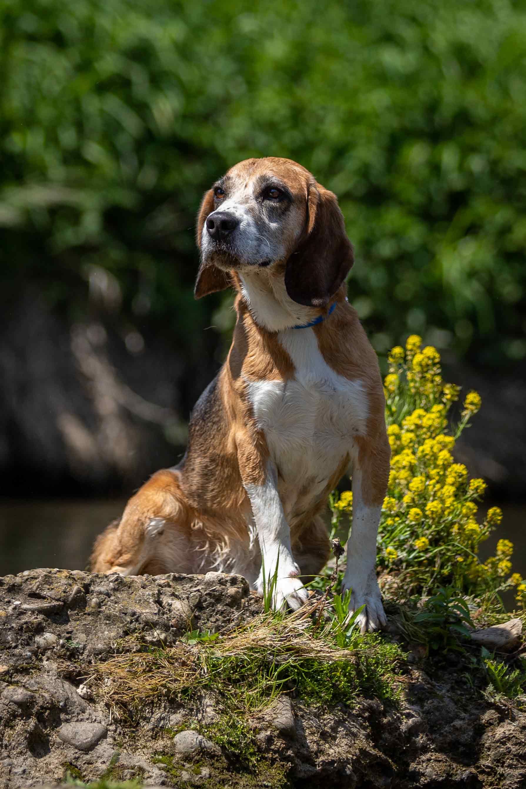 Jack, Rüde, 12 Jahre