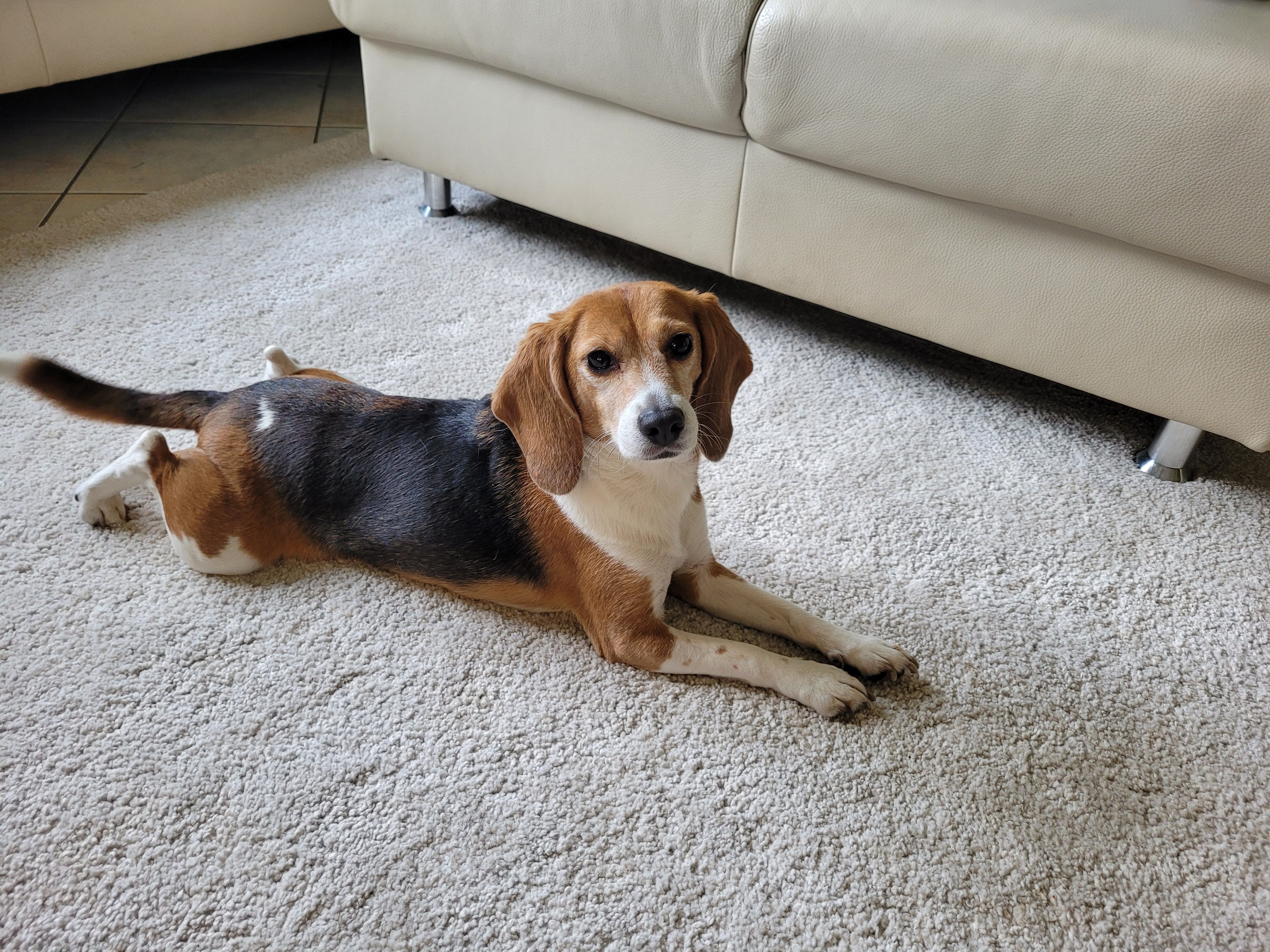 Mia ehem. Myska, Hündin, 10 Jahre