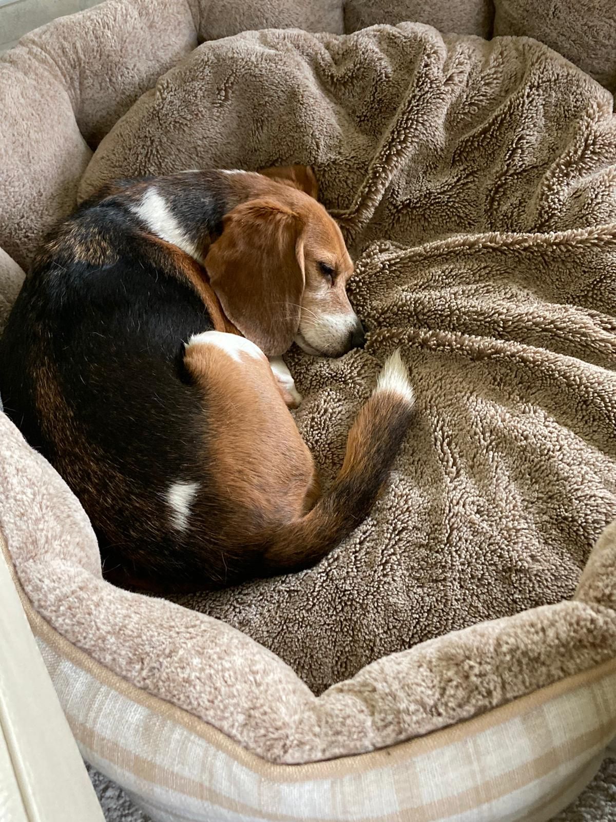 Mia ehem. Myska, Hündin, 10 Jahre