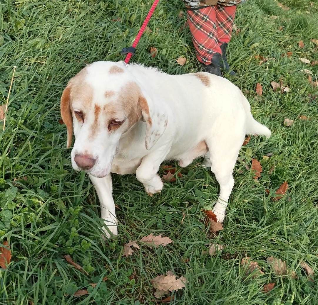 Kenny (SRB), Rüde, 6 Jahre