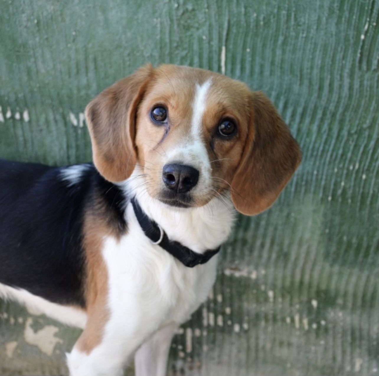 Flynn (ESP), Rüde, 5 Jahre