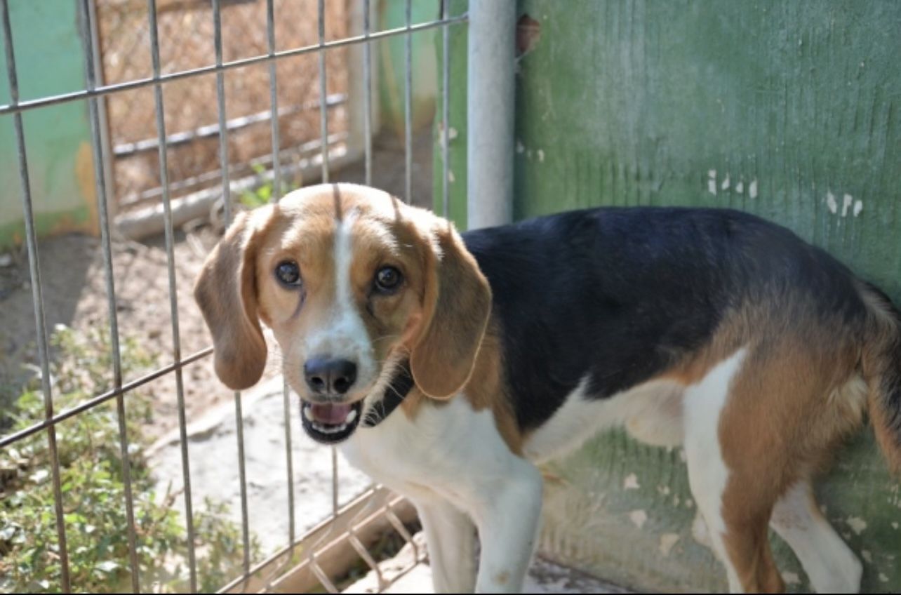 Flynn (ESP), Rüde, 5 Jahre