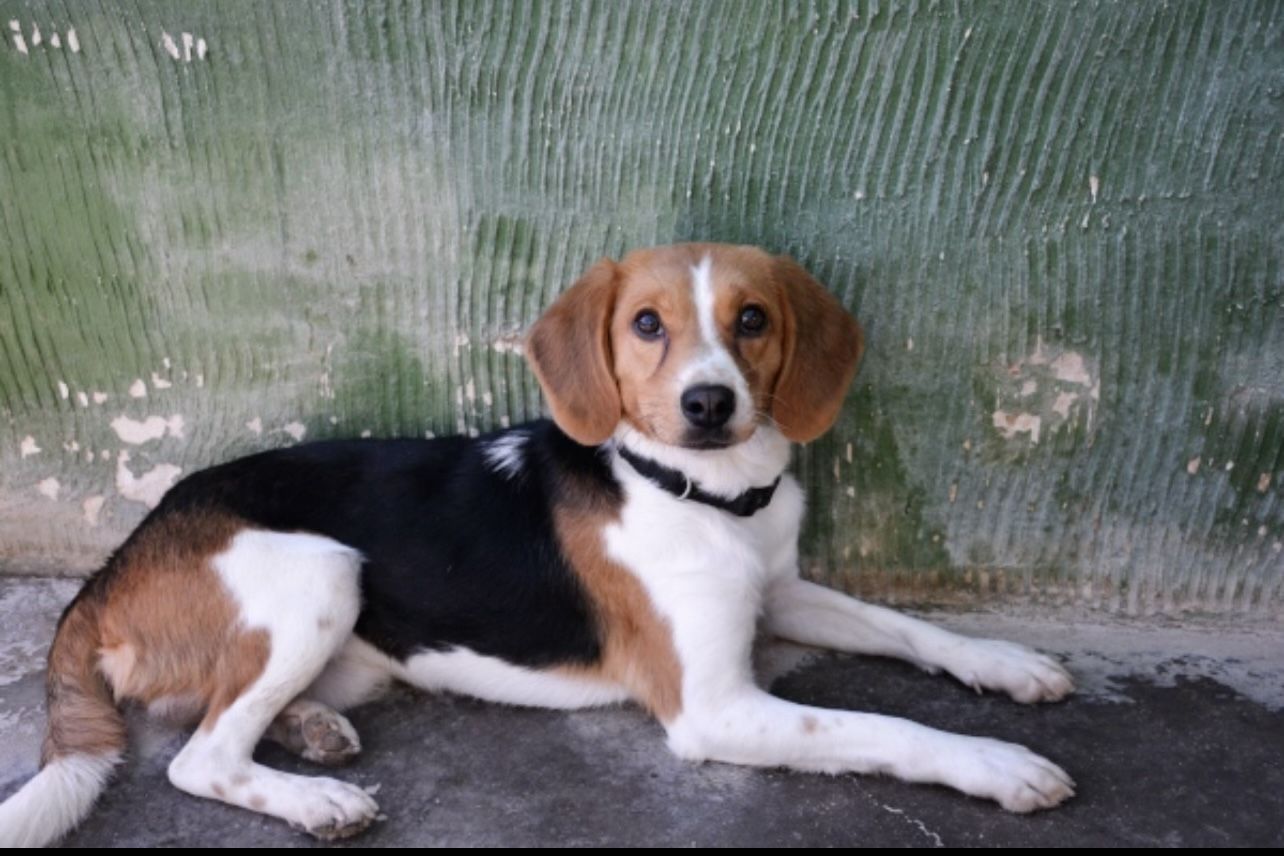 Flynn (ESP), Rüde, 5 Jahre