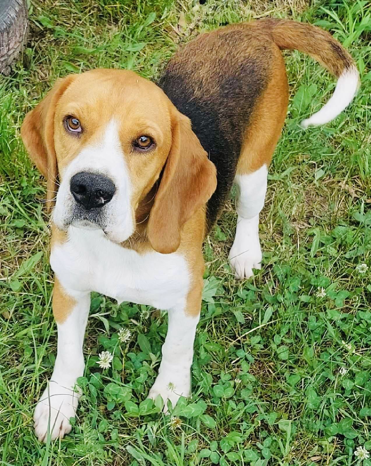 Leo (SRB), Rüde, 4 Jahre