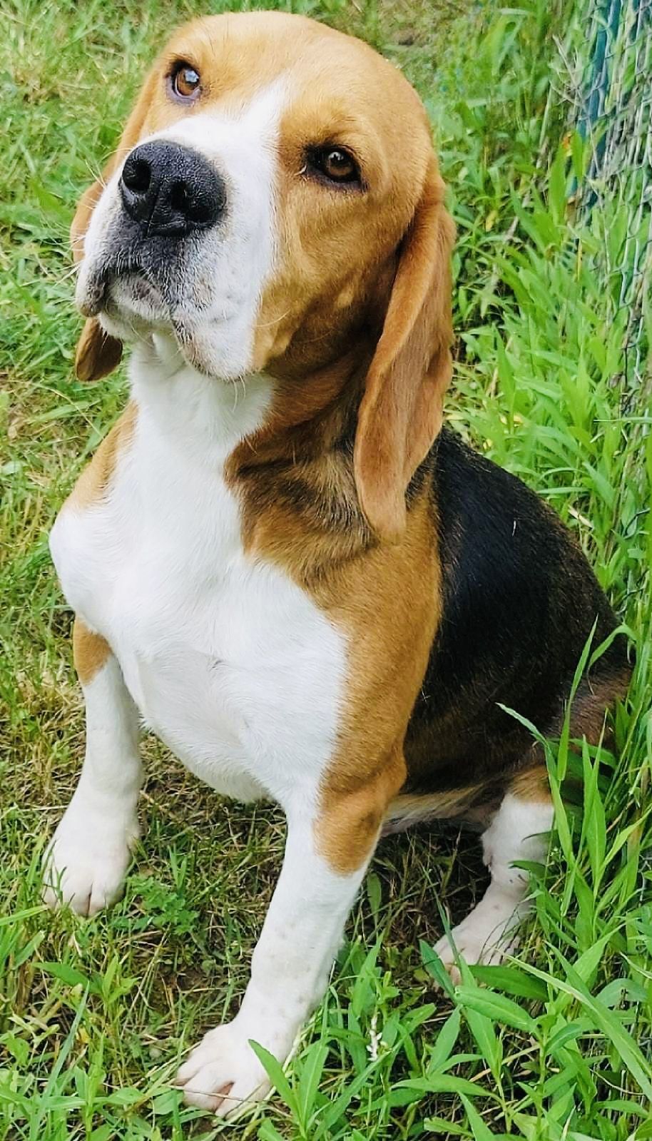 Leo (SRB), Rüde, 4 Jahre