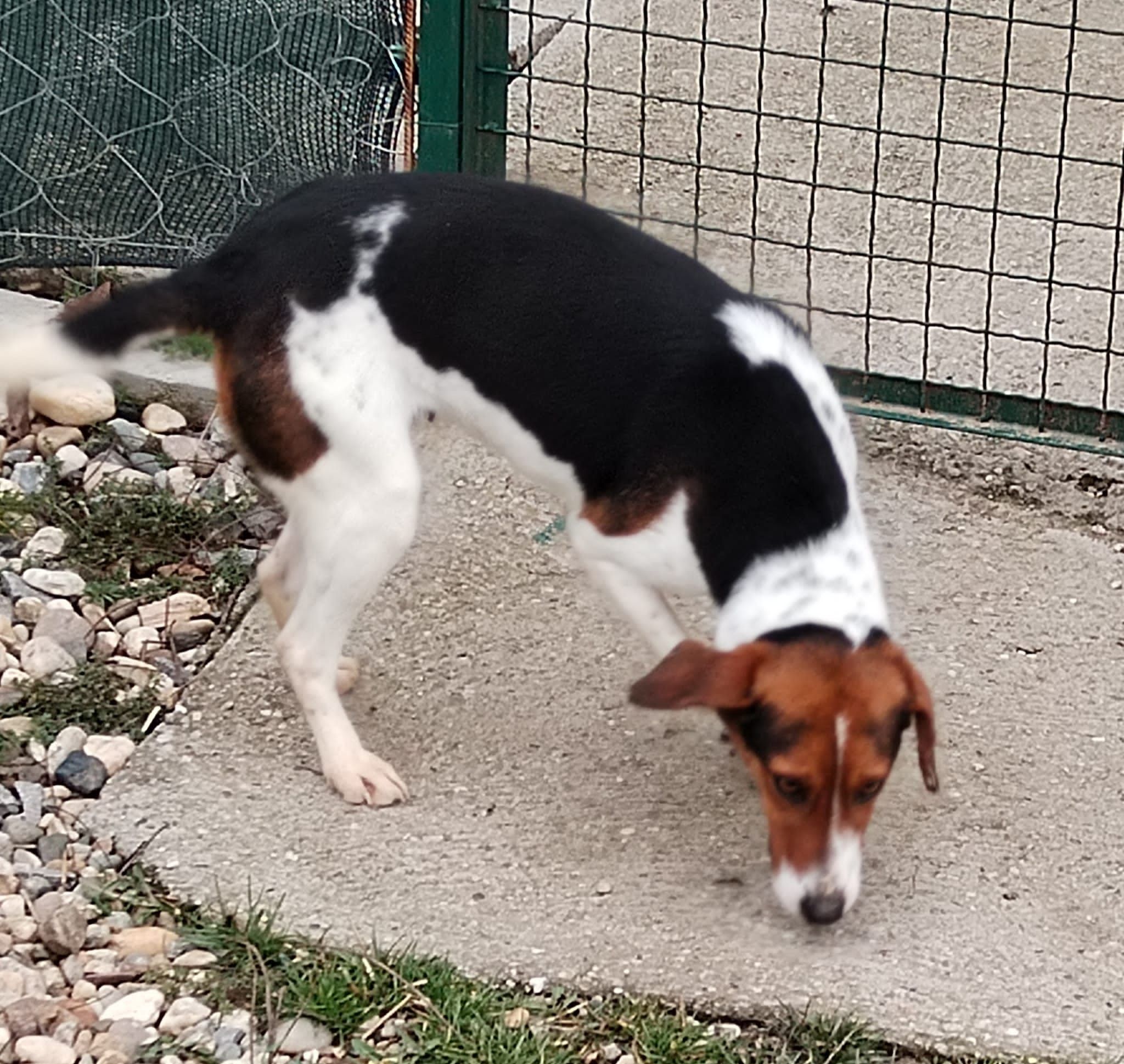 Jill (SRB), Hündin, 5 Jahre