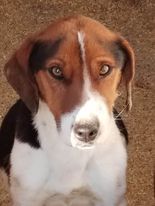 Jill (SRB), Hündin, 5 Jahre