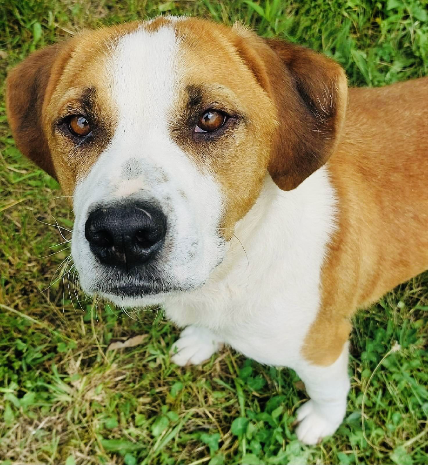 Pivo ehem. Terry (SRB), Rüde, 6 Jahre