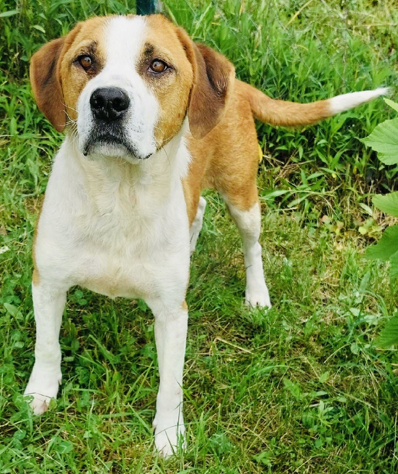 Pivo ehem. Terry (SRB), Rüde, 6 Jahre