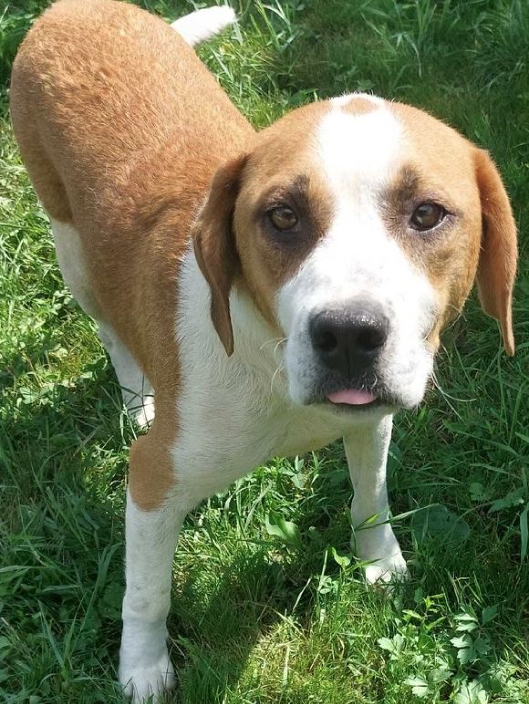 Pivo ehem. Terry (SRB), Rüde, 6 Jahre