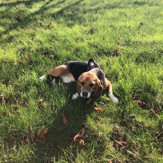 Greta, Hündin, 4 Jahre