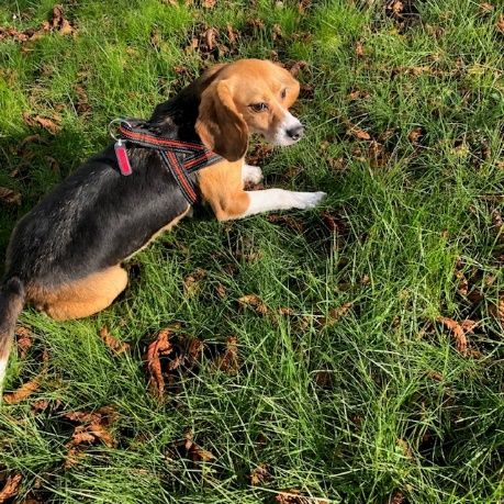 Greta, Hündin, 4 Jahre