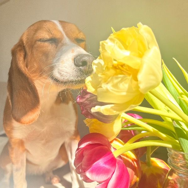 Mia ehem. Misty, Hündin, 3 Jahre