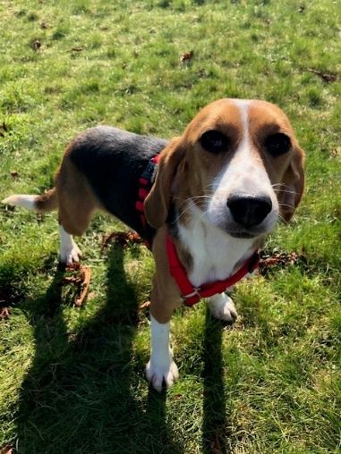 Mia ehem. Misty, Hündin, 3 Jahre