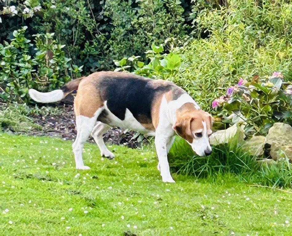 Monty, Rüde, 8 Jahre