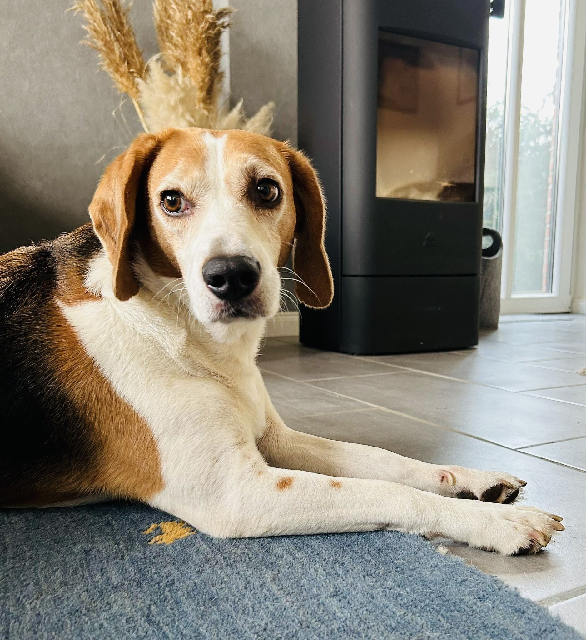 Monty, Rüde, 8 Jahre