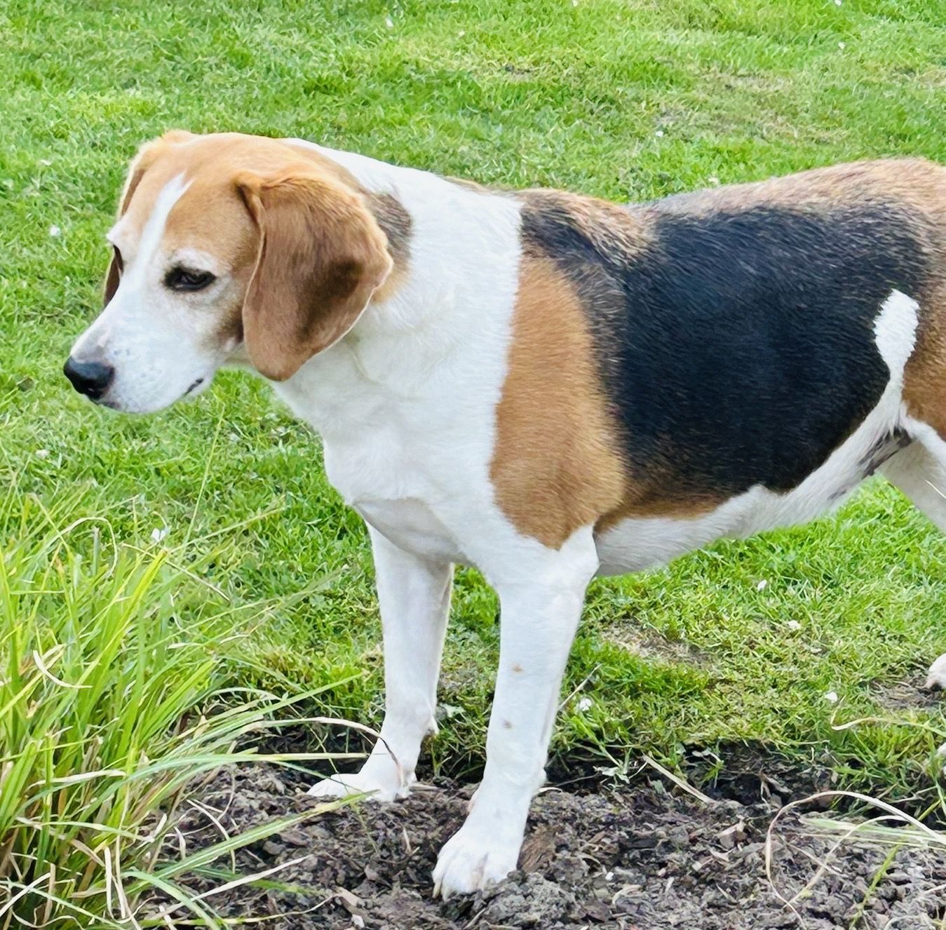 Monty, Rüde, 8 Jahre