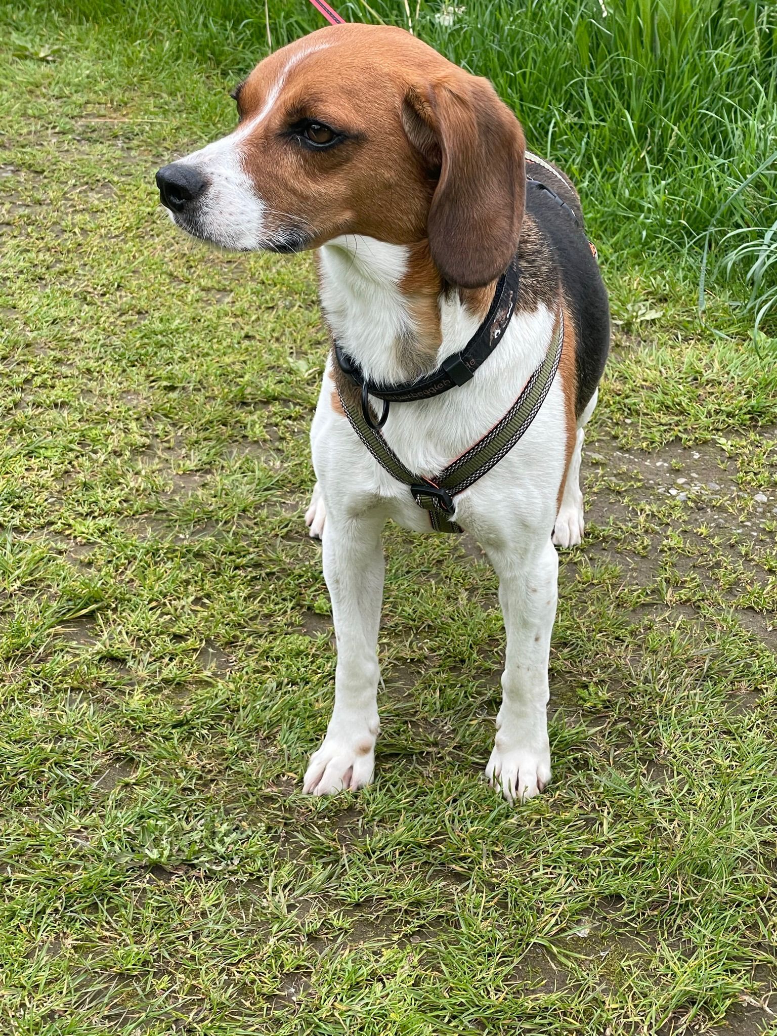 Theo, Rüde, 8 Jahre