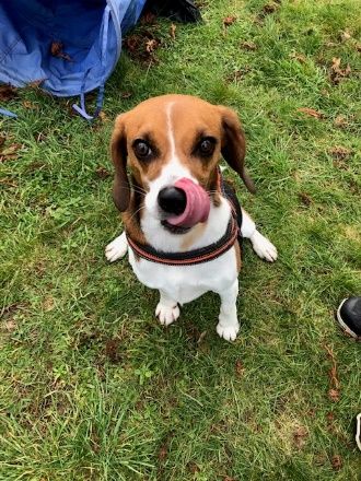 Theo, Rüde, 8 Jahre