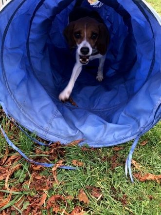 Theo, Rüde, 8 Jahre