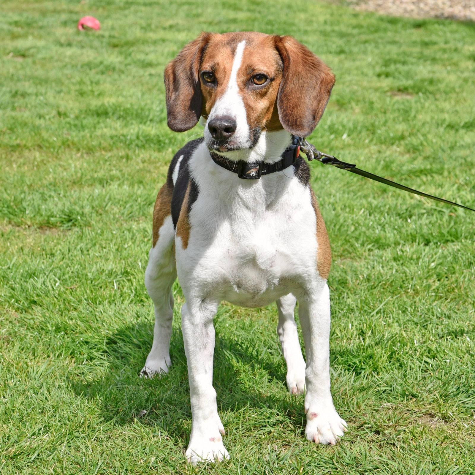 Rocky, Rüde, 8 Jahre