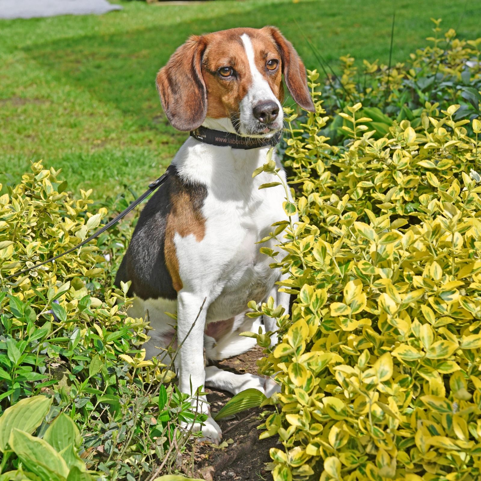 Rocky, Rüde, 8 Jahre