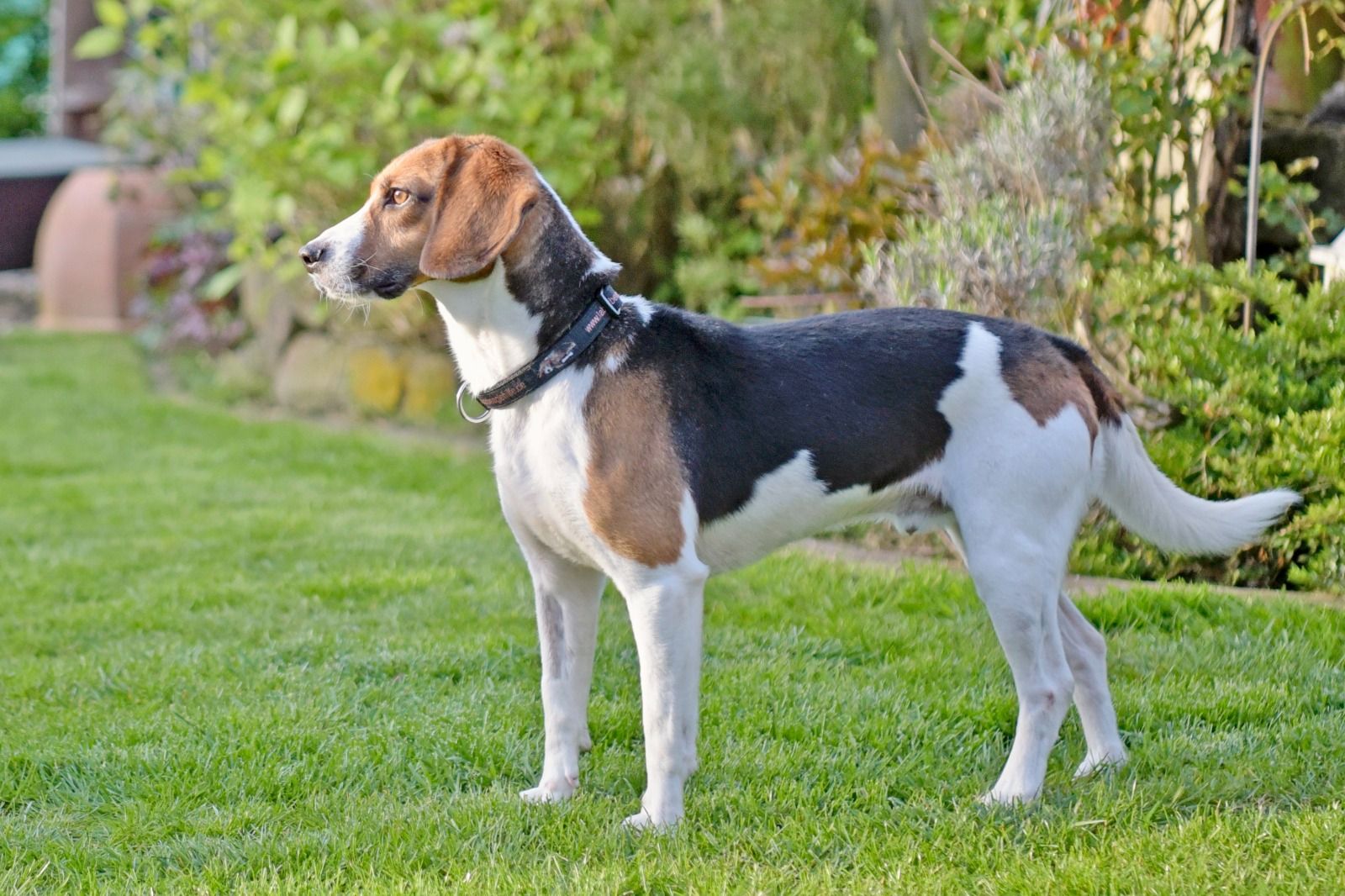 Rocky, Rüde, 8 Jahre