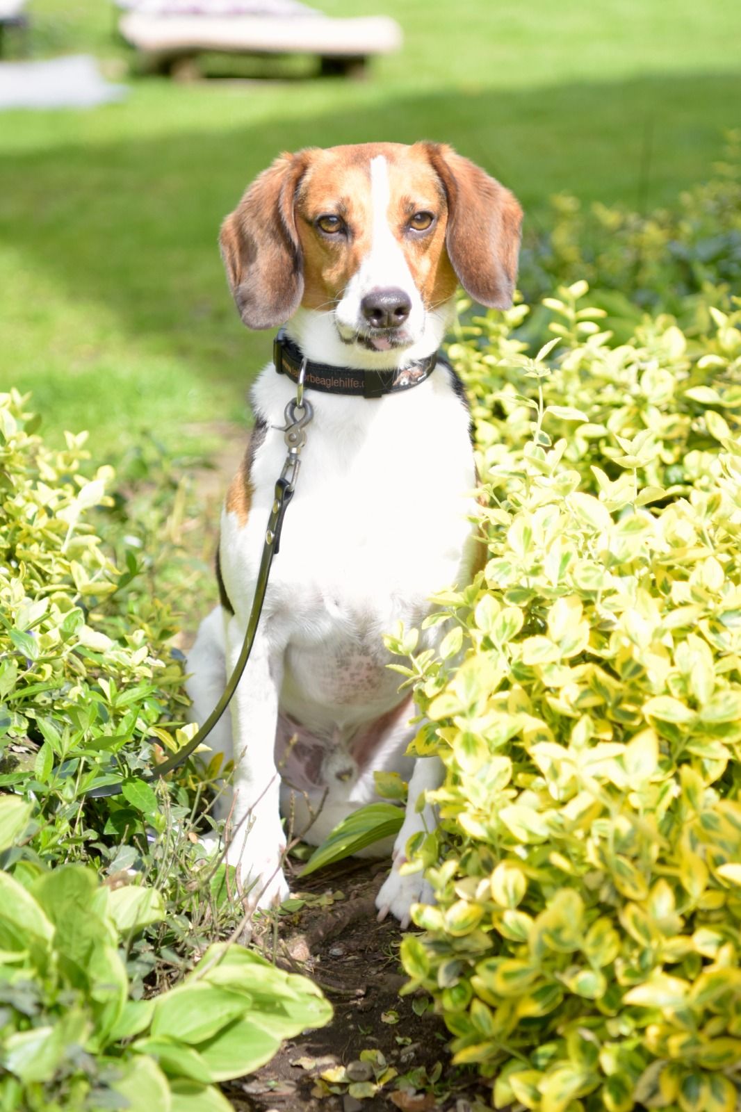 Rocky, Rüde, 8 Jahre