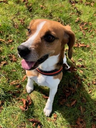 Islay ehem. Stella, Hündin, 8 Jahre