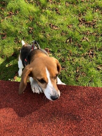 Islay ehem. Stella, Hündin, 8 Jahre