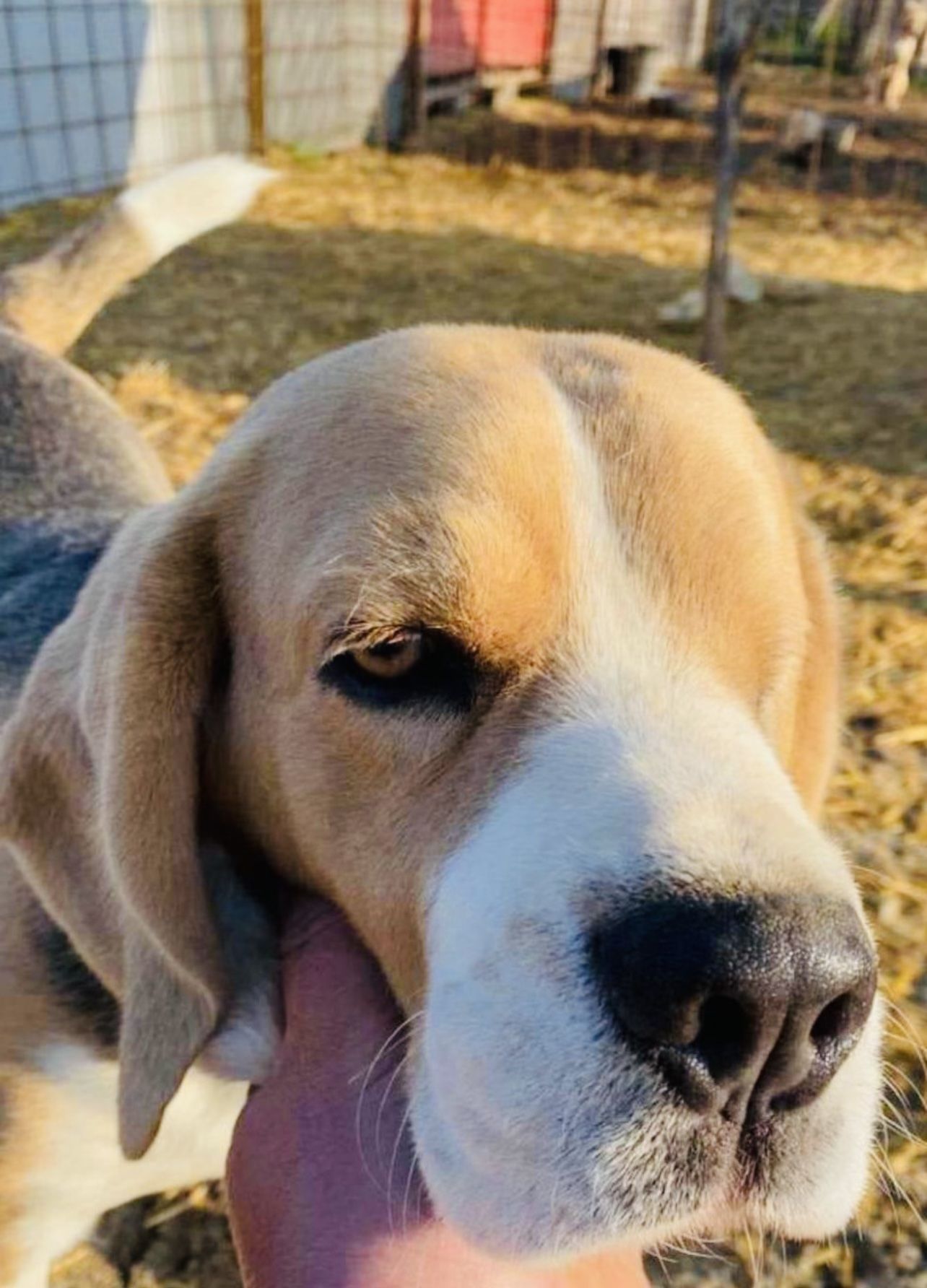 Rocky (RO), Rüde, 3 Jahre